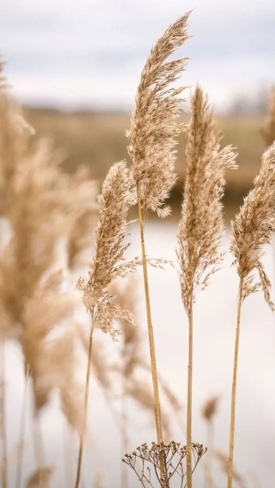Espigas naturales en tonos cálidos y neutros